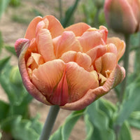 La Belle Epoque Tulip Seeds