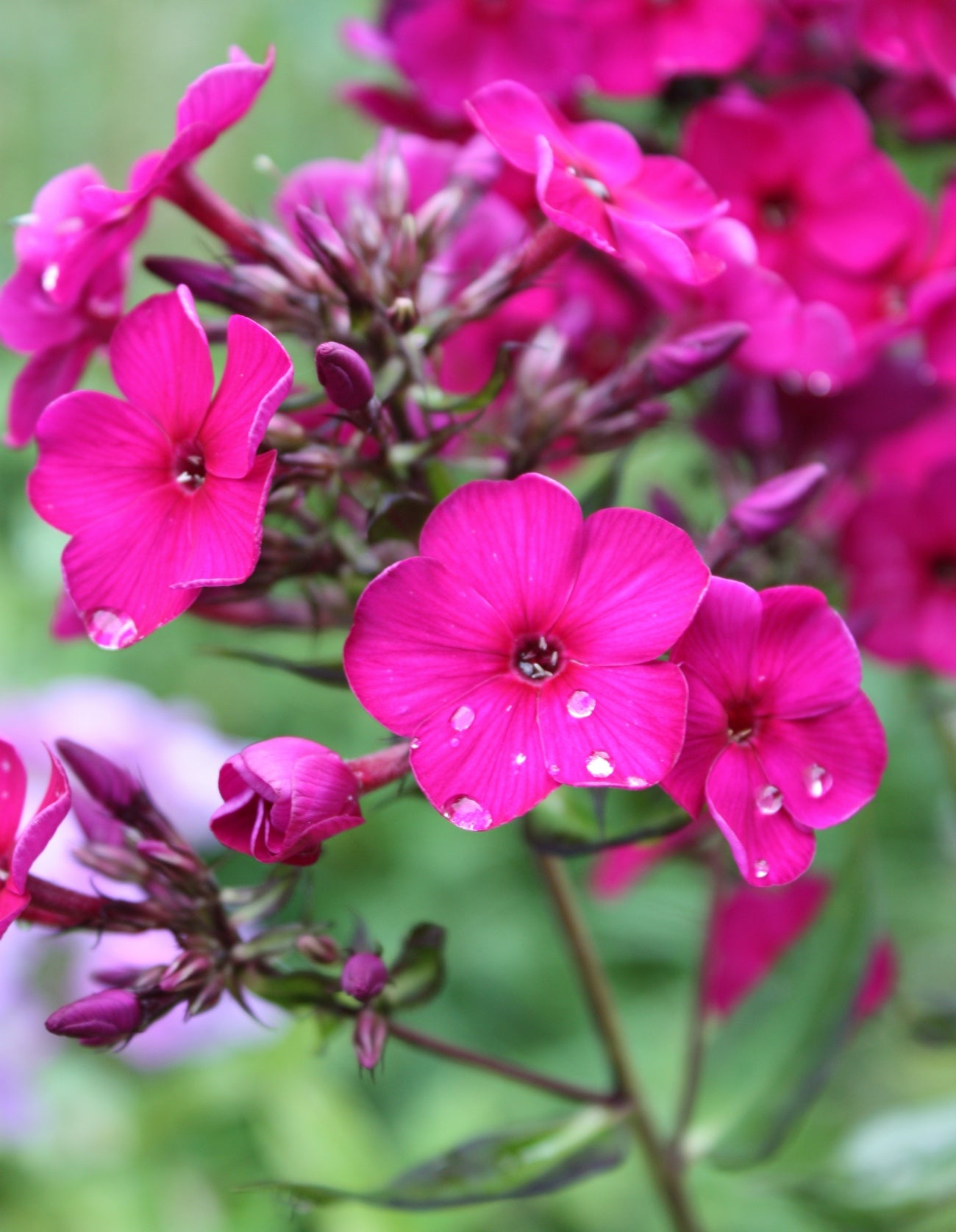 Raving Beauty Phlox