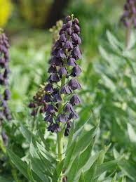 Fritillaria persica Seeds
