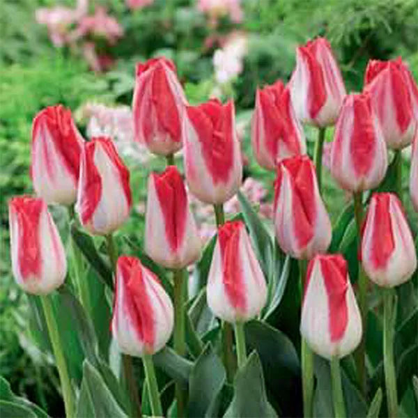 Kissable Tulip Seeds