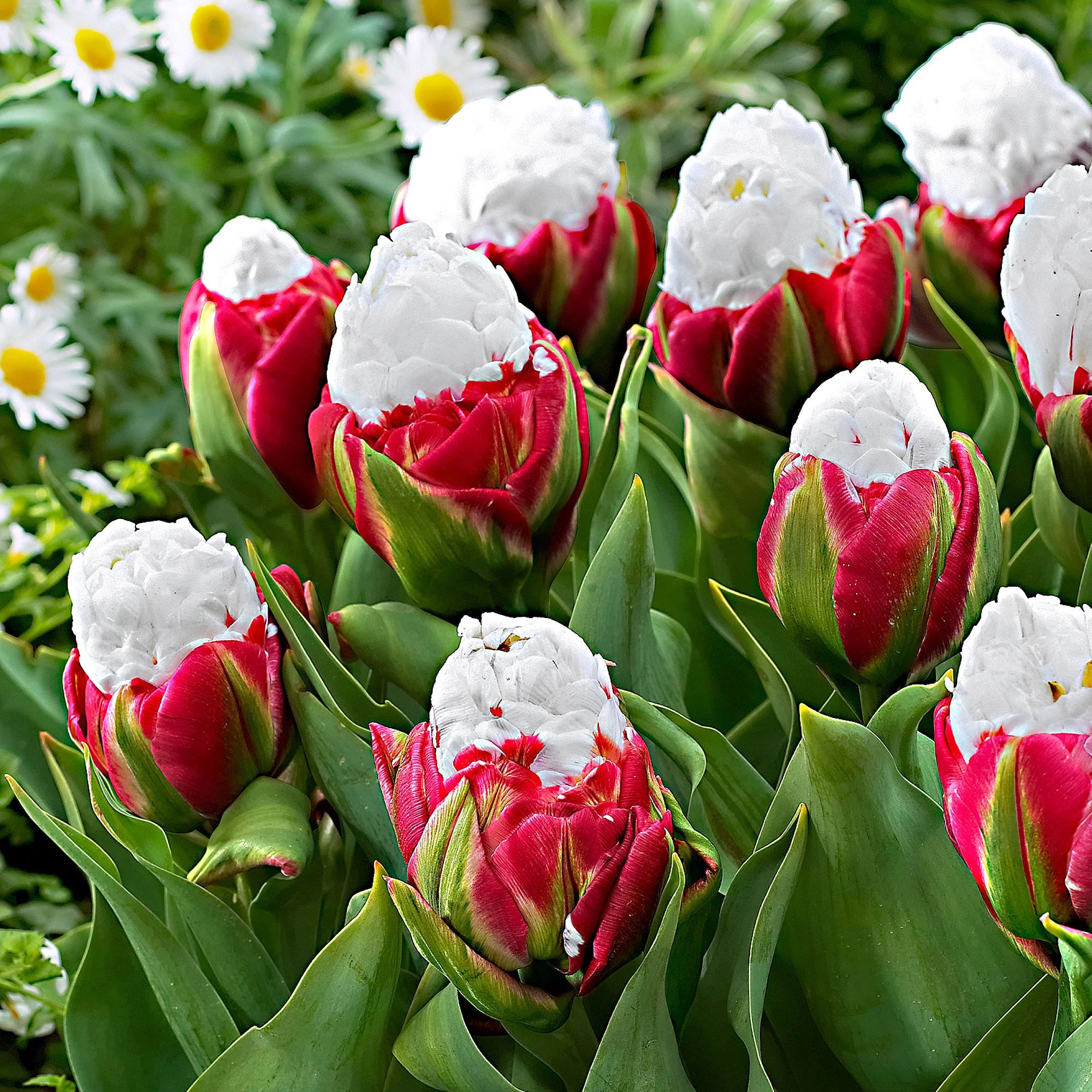Ice Cream Tulip Seeds