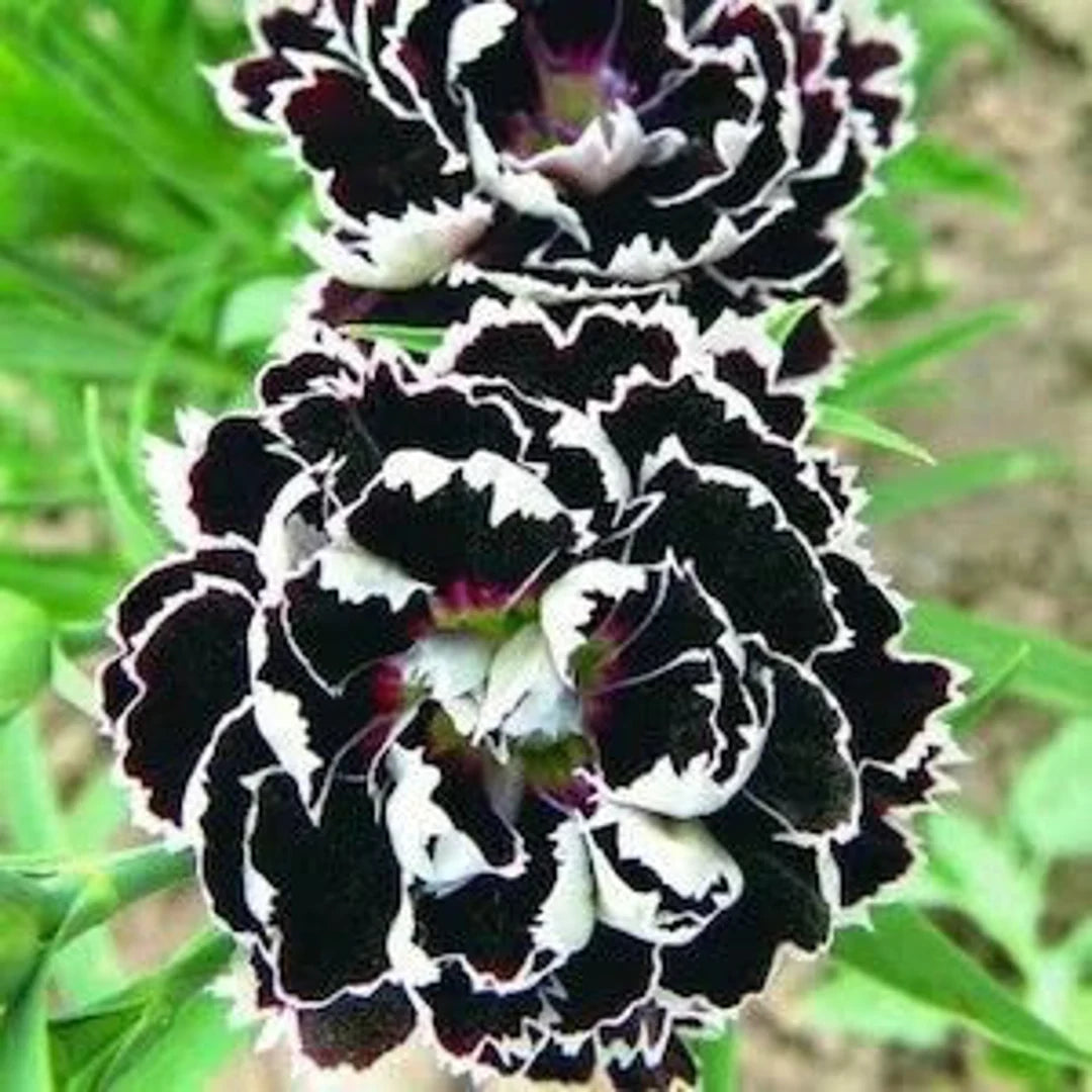 Dianthus- Black and White