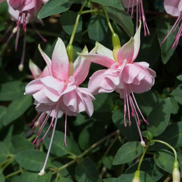 Heirloom Fuchsia flower seeds – non‑GMO trailing plant seeds