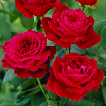Mister Lincoln Hybrid Tea Rose