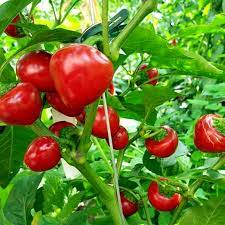 Capperino – Hot Cherry Pepper Seed