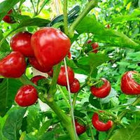 Capperino – Hot Cherry Pepper Seed