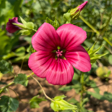 Malope Pink Flower Seeds for Planting – Organic, Heirloom, Non-GMO Blooming Seeds