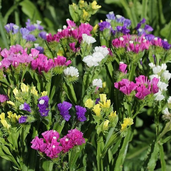 Statice- Pacific Mixed