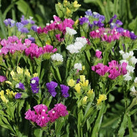 Statice- Pacific Mixed