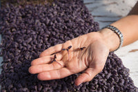 Basil, Red Rubin – Organic Microgreen Seed