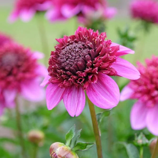 Dahlia- Purex (Tuber)