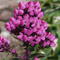 Butonik Phlox