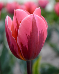Pretty Princess Tulip Seeds