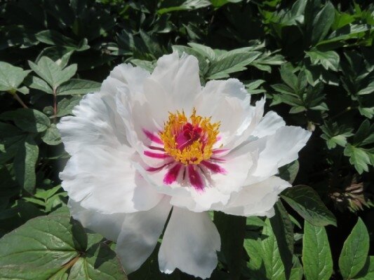 Bulls Eye Tree Peony