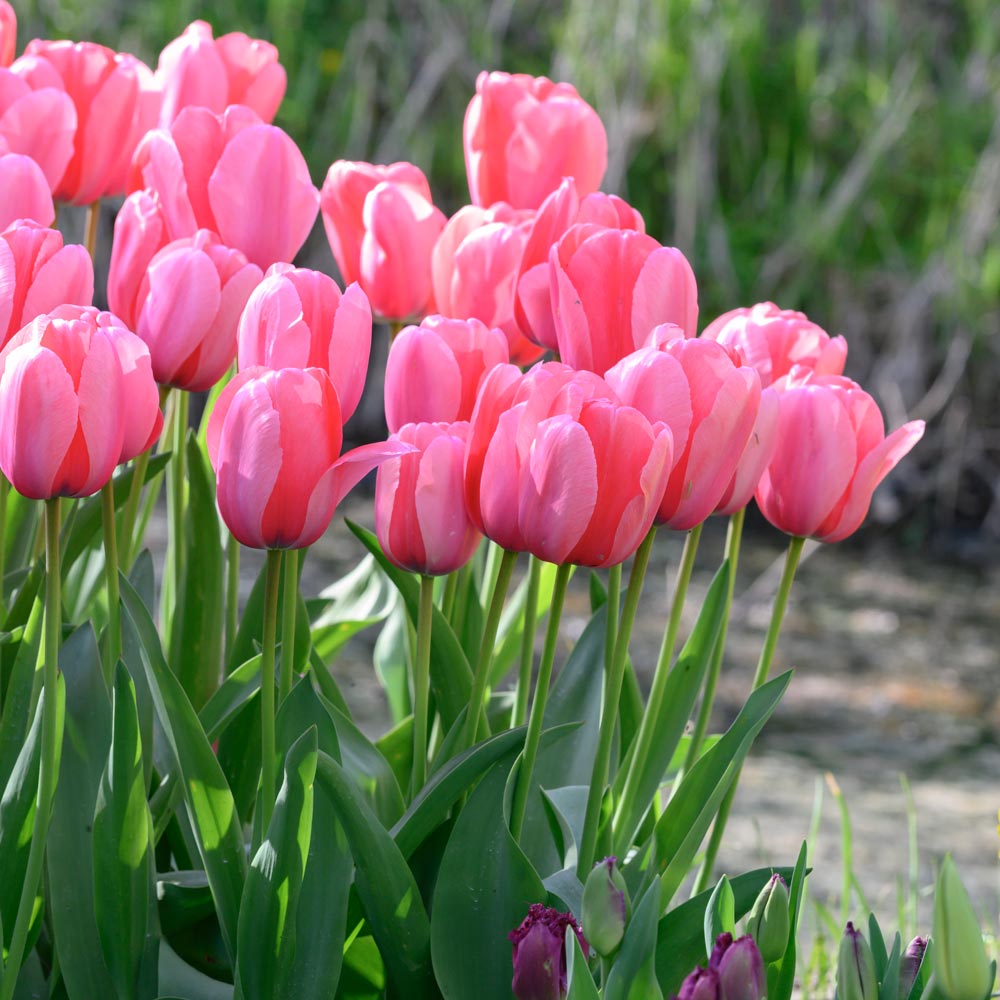 Pink Impression Tulip Seeds