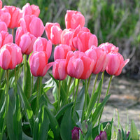 Pink Impression Tulip Seeds