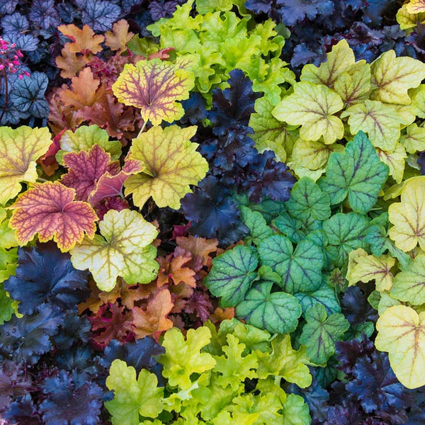 Heuchera Mixture Super Sak