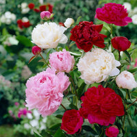 Heirloom Non-GMO Mixed Paeonia Suffruticosa Flower Seeds for Lush Garden Blooms and Seasonal Planting