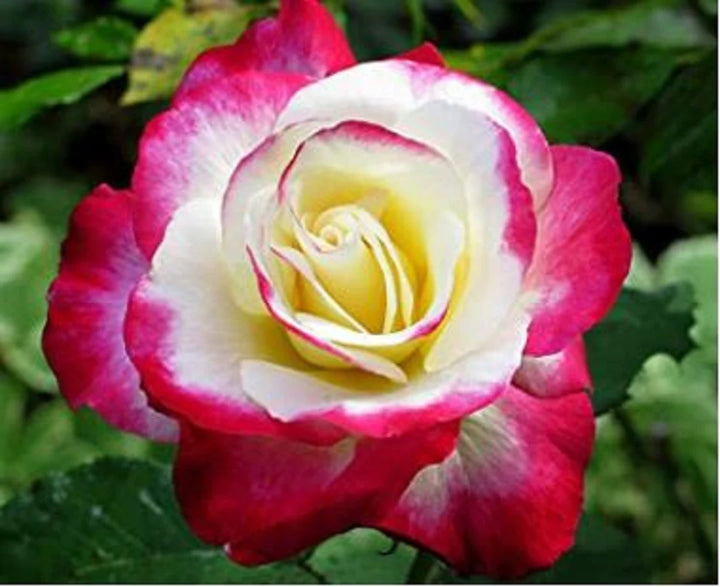 White & Pink Romantic Rose Heirloom Non-GMO Seeds for Planting