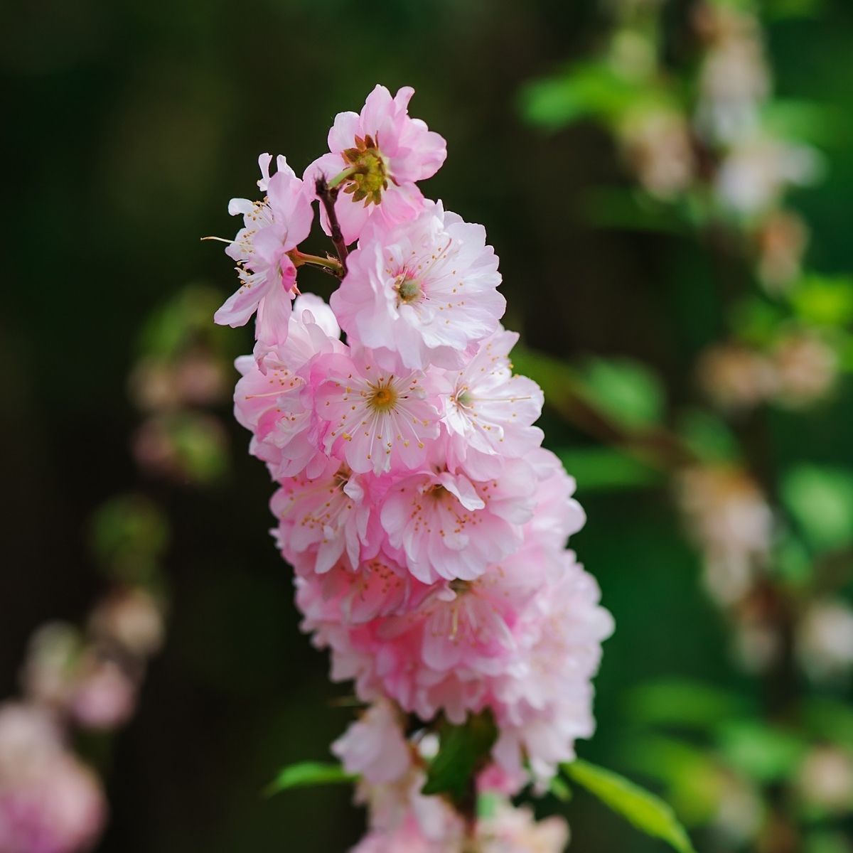 Larkspur- Imperial Rose Queen