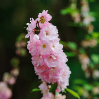 Larkspur- Imperial Rose Queen