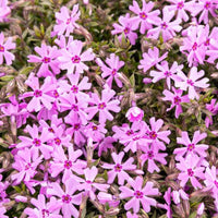 Creeping Phlox Collection