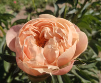 King's Day Peony