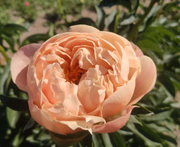 King's Day Peony