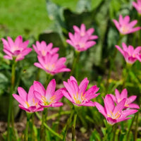 Heirloom Non-GMO Pink Habranthus Robustus Flower Seeds for Garden Planting – Rain Lily Variety