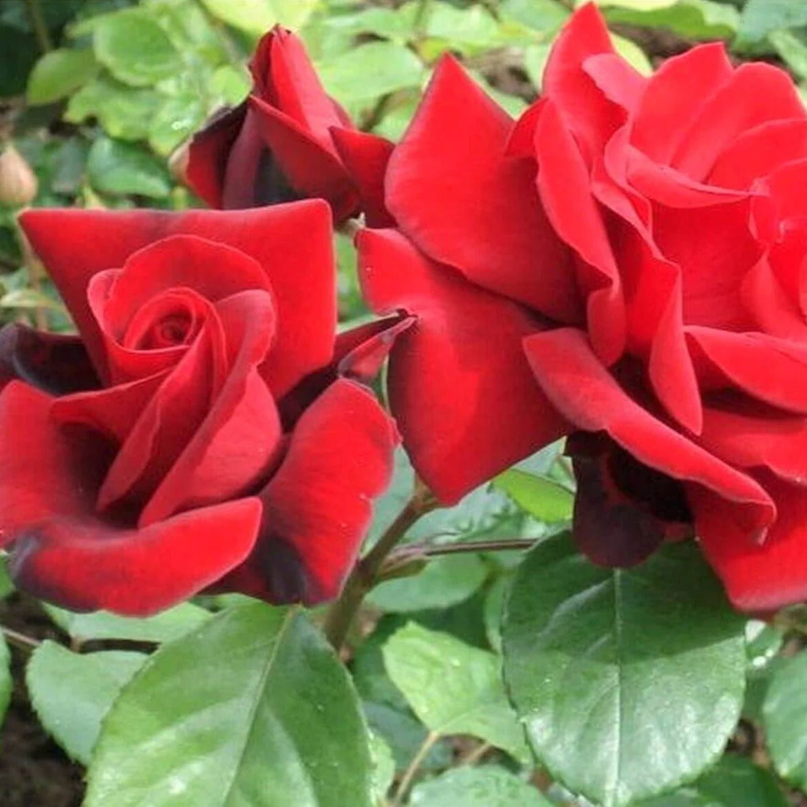 Firefighter Hybrid Tea Rose