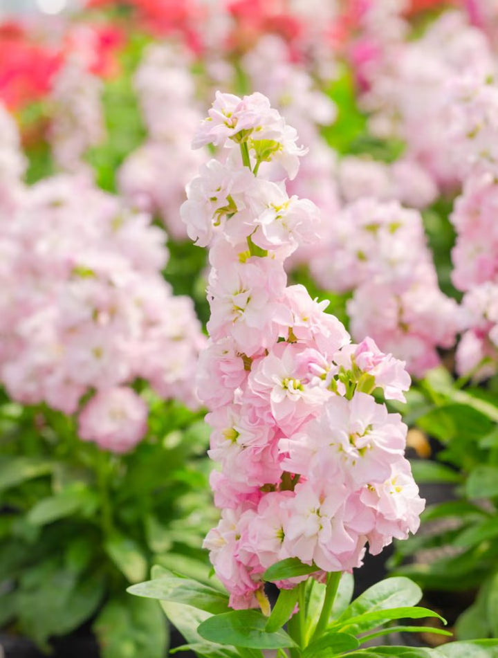 Light Pink Matthiola Flower Seeds – Heirloom Non-GMO Fragrant Garden Blooms for Planting