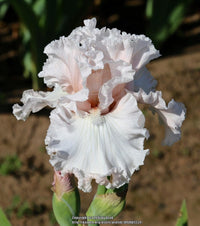 Magical Moments Bearded Iris Duet