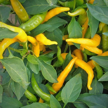 Kristian – Thai Pepper Seed