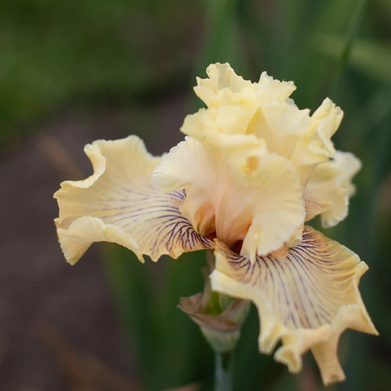 Cotillion Gown Bearded Iris