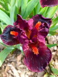 Outspoken Dwarf Bearded Iris