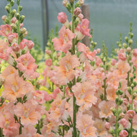 Chantilly Light Salmon – Snapdragon Seed