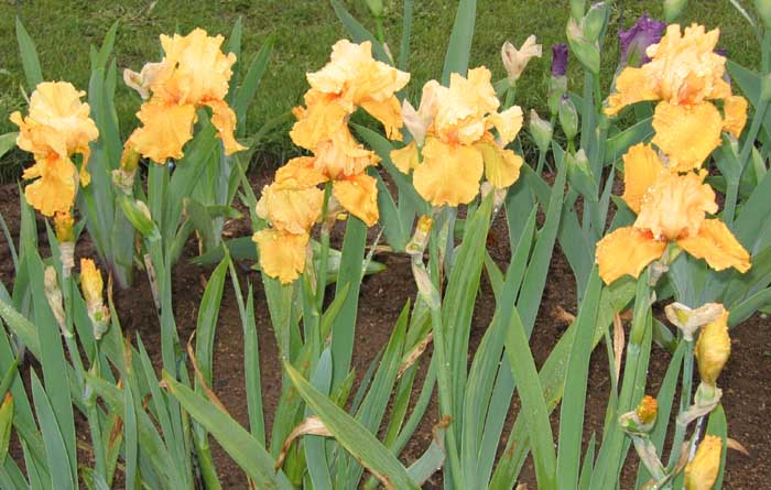Penny Lane Reblooming Bearded Iris