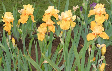 Penny Lane Reblooming Bearded Iris