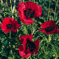 Red Rumble Oriental Poppy