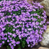 Heirloom Non-GMO Aubrieta Flower Seeds for Planting – Vibrant Ground Cover for Rock Gardens