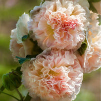 Chater's Double Chamois Hollyhock