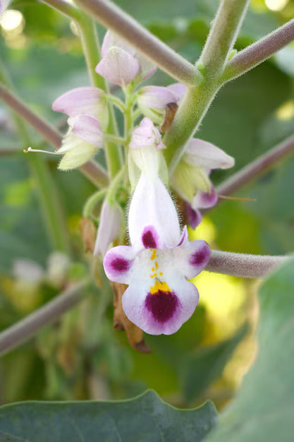 Tiger Claw Purple White Seeds for Planting – Organic, Heirloom, Non-GMO Flower Seeds