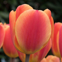 Oxford Elite Perennial Tulip Seeds