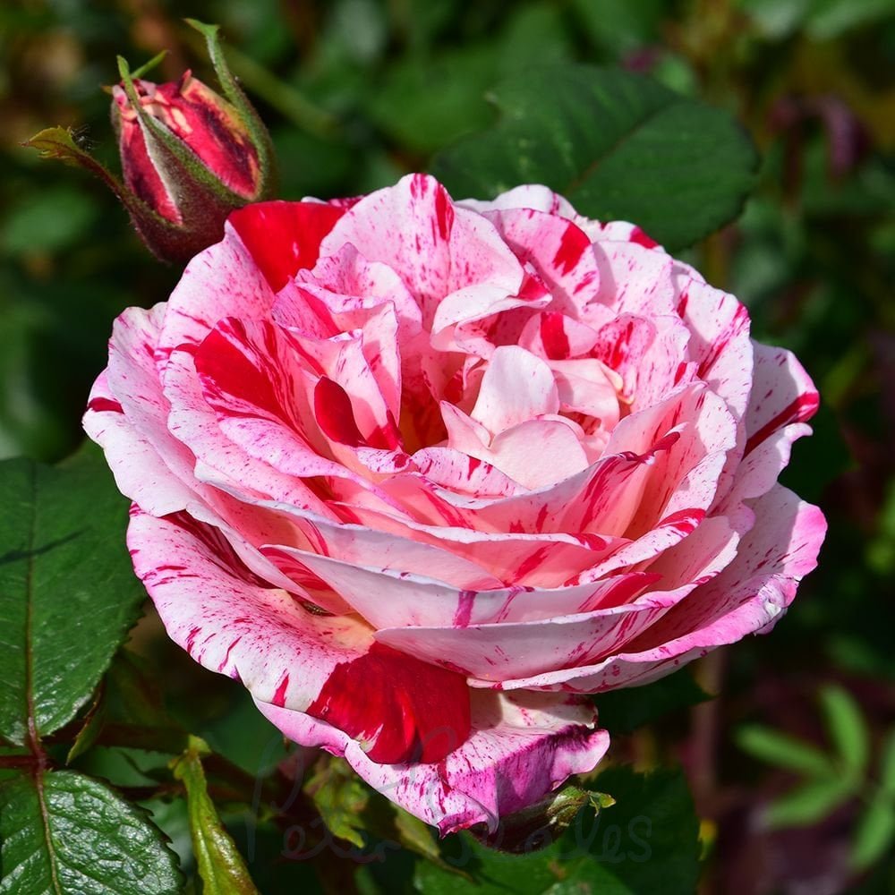 Scentimental Floribunda Rose