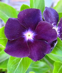 Purple Periwinkle Flower Seeds – Heirloom Non-GMO Vinca Blooms for Low-Maintenance Garden Beds