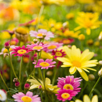 Mixed (Mixed scientific name) for planting in garden