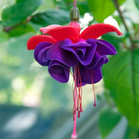 Purple Fuchsia Flower Seeds – Heirloom Non-GMO Seeds for Planting with Vibrant Petals
