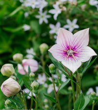 Balloon Flower- Tall Rose