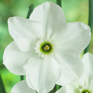 Dallas Daffodil Seeds