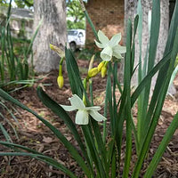 Late Spring Flowering Daffodil Mixture Seeds